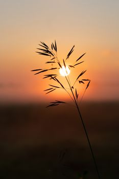 beautiful summer sunset in the field, orange sun over a field with grass