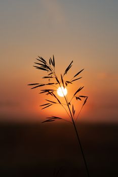 beautiful summer sunset in the field, orange sun over a field with grass