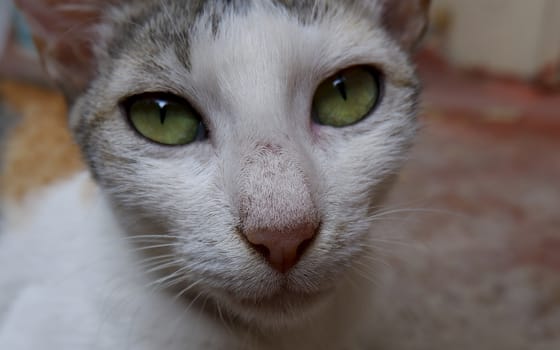 a closeup shot of white cat yellow eyes, hairy pet animal