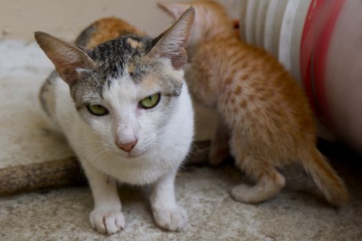 a closeup view of mother cat and kitten, kitten focus slightly blurred