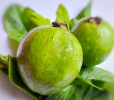 Green color guava with leaves arranged beautifully with white background plated with leaves and good for health and skin and Help Lower Blood Sugar Levels