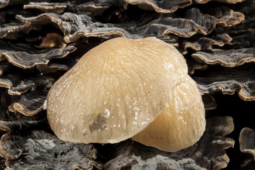 Porcelain fungus (Oudemansiella mucida) a common slimy white fungus found in The UK and Europe during the autumn fall