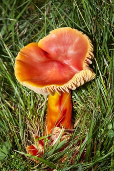Scarlet Waxcap fungus (Hygrocybe coccinea) some times called Red Waxcap is usually found on cropped grassland or old lawns in the autumn fall