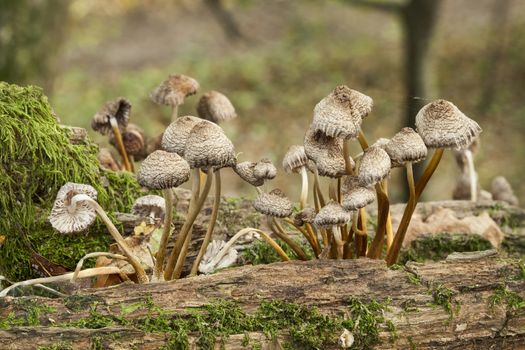 Woodland fungi mushrooms in the autumn fall