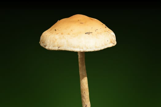 Woodland fungi mushrooms in the autumn fall on a green background