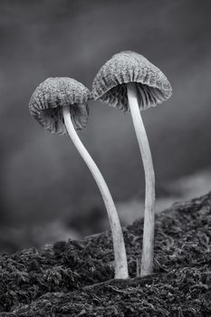 Woodland fungi mushrooms in the autumn fall monochrome image