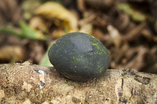 King Alfred's Cakes fungus which grows on dead woodland branches and stumps in the autumn fall