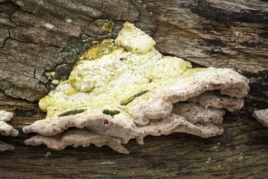 Bracket fungus growing from a decaying tree trunk in the autumn fall