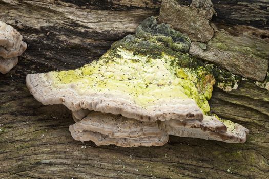 Bracket fungus growing from a decaying tree trunk in the autumn fall