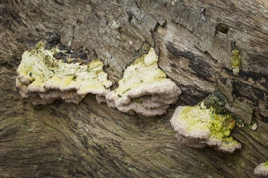 Bracket fungus growing from a decaying tree trunk in the autumn fall