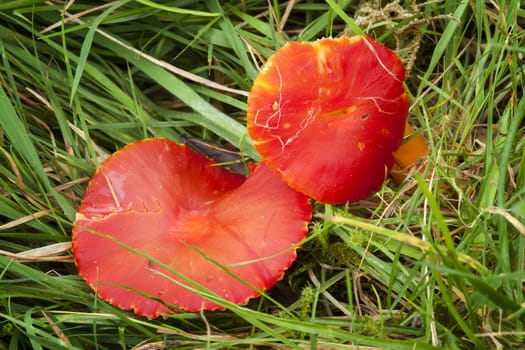 Scarlet Waxcap fungus (Hygrocybe coccinea) some times called Red Waxcap is usually found on cropped grassland or old lawns in the autumn fall