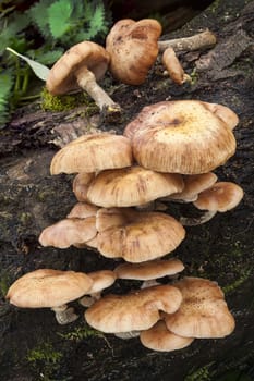 Honey fungus (Armillaria mellea) which attacks stumps and living trees leading to their deaths in the autumn fall