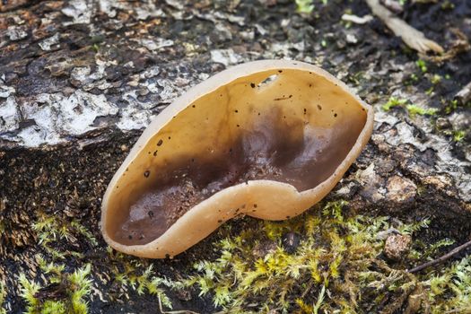 Hare's Ear Fungus (Otidea leporina) which grows in leaf litter and deciduous woodland in the autumn fall