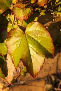 Virginia Creeper background in full autumn fall colour