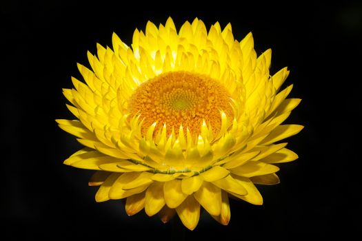 Helichysum (yellow) is a common perennial flower sometimes called Everlasting isolated on a black background