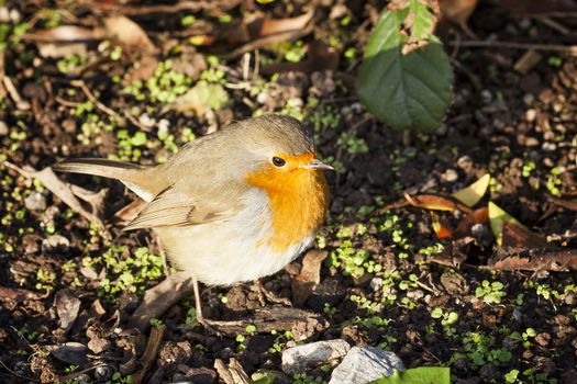 Robin redbreast ( Erithacus rubecula) song bird on the ground