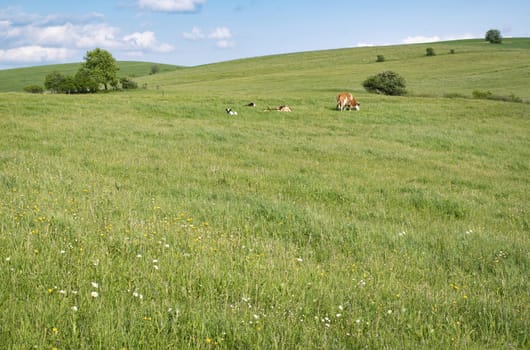 seasonal nature background The cow grazes on a large meadow with flowers