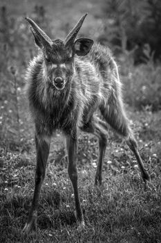 Bongo antelope standing startled and alert monochrome black and white image