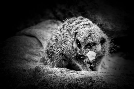 Fierce Meerkat alert and savagely feeding on a mouse monochrome black and white image