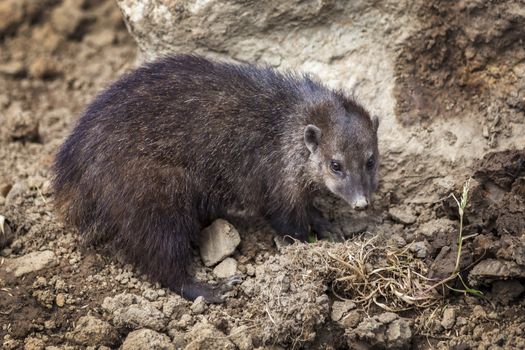 Cusimanse mongoose (kusimanse mongoose) aslo known as the long nose kusimanse which is found in most of the West Africa countries