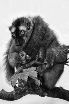 Ring tailed lemur on a tree branch which is native to Madagascar monochrome black and white image