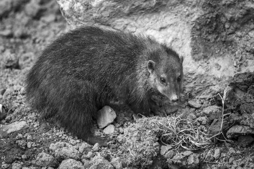 Cusimanse mongoose (kusimanse mongoose) aslo known as the long nose kusimanse which is found in most of the West Africa countries monochrome black and white image