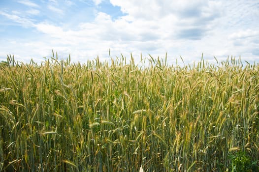 Ripening wheat field and blue sky