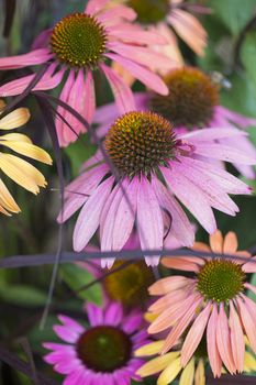 Coneflowers (Echinacea) in different colors