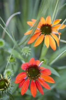 Colorful coneflower (Echinacea) blooms in the garden