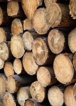 Background image, close up image of wood pile