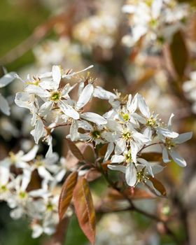 Juneberry (Amelanchier lamarckii), blooms of springtime