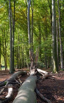 Forest lifecycle, beechwood forest with fresh green and fallen trees