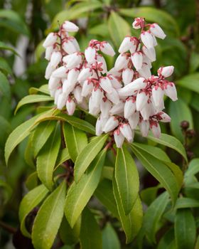 Japanese andromeda (Pieris japonica), close up of the flower head