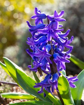 Common Hyacinth (Hyacinthus orientalis), flowers of springtime