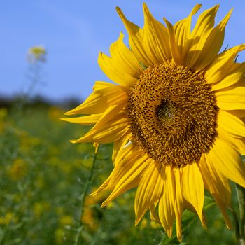 Sunflower (Helianthus annuus), close up of the flower head