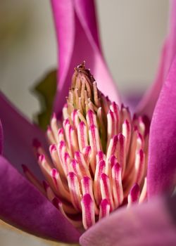 Tulip magnolia (Magnolia liliiflora), close up image of the flower head