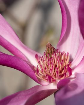 Tulip magnolia (Magnolia liliiflora), close up image of the flower head