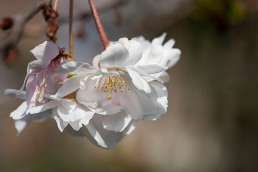 Higan cherry (Prunus subhirtella), close up of the flower head