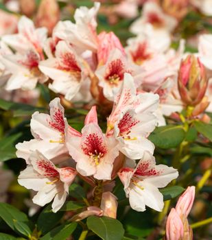 Rhododendron Hybrid Amber Kiss (Rhododendron hybride)