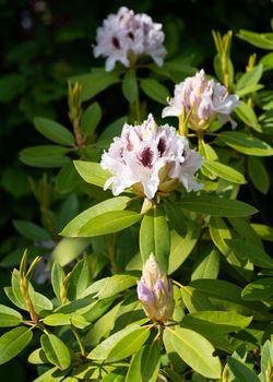 Rhododendron Hybrid Calsap (Rhododendron hybrid), close up of the flower head