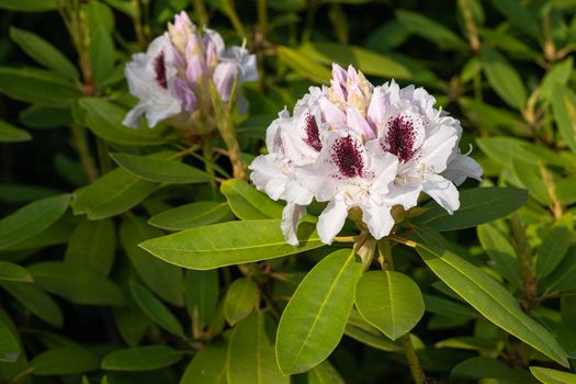 Rhododendron Hybrid Calsap (Rhododendron hybrid), close up of the flower head