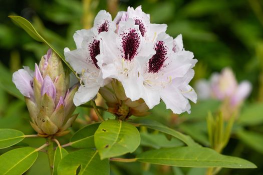 Rhododendron Hybrid Calsap (Rhododendron hybrid), close up of the flower head