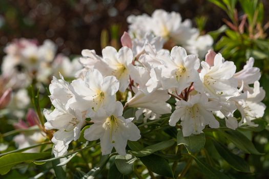 Rhododendron Hybrid Dufthecke (Rhododendron hybrid), close up of the flower head