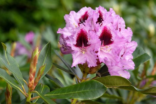 Rhododendron Hybrid Kabarett (Rhododendron hybrid), close up of the flower head