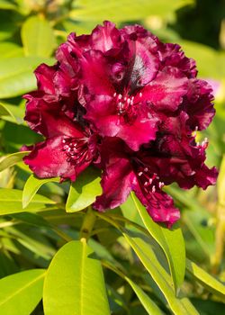 Rhododendron Hybrid Midnight Beauty (Rhododendron hybrid), close up of the flower head