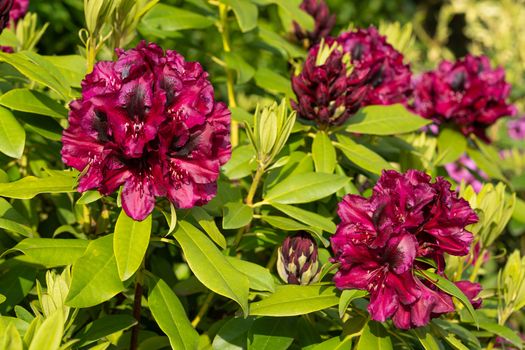 Rhododendron Hybrid Midnight Beauty (Rhododendron hybrid), close up of the flower head