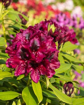 Rhododendron Hybrid Midnight Beauty (Rhododendron hybrid), close up of the flower head