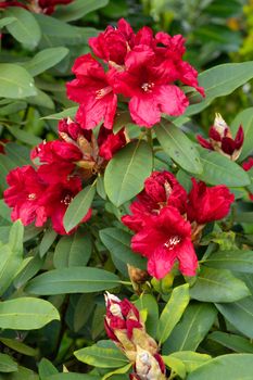 Rhododendron Hybrid Rabatz (Rhododendron hybrid), close up of the flower head