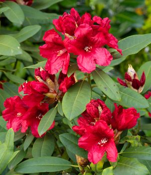 Rhododendron Hybrid Rabatz (Rhododendron hybrid), close up of the flower head