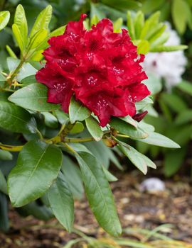 Rhododendron Hybrid Rabatz (Rhododendron hybrid), close up of the flower head